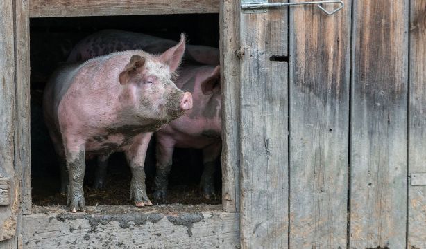 Cultivan por primera vez riñones humanos dentro de embriones de cerdo