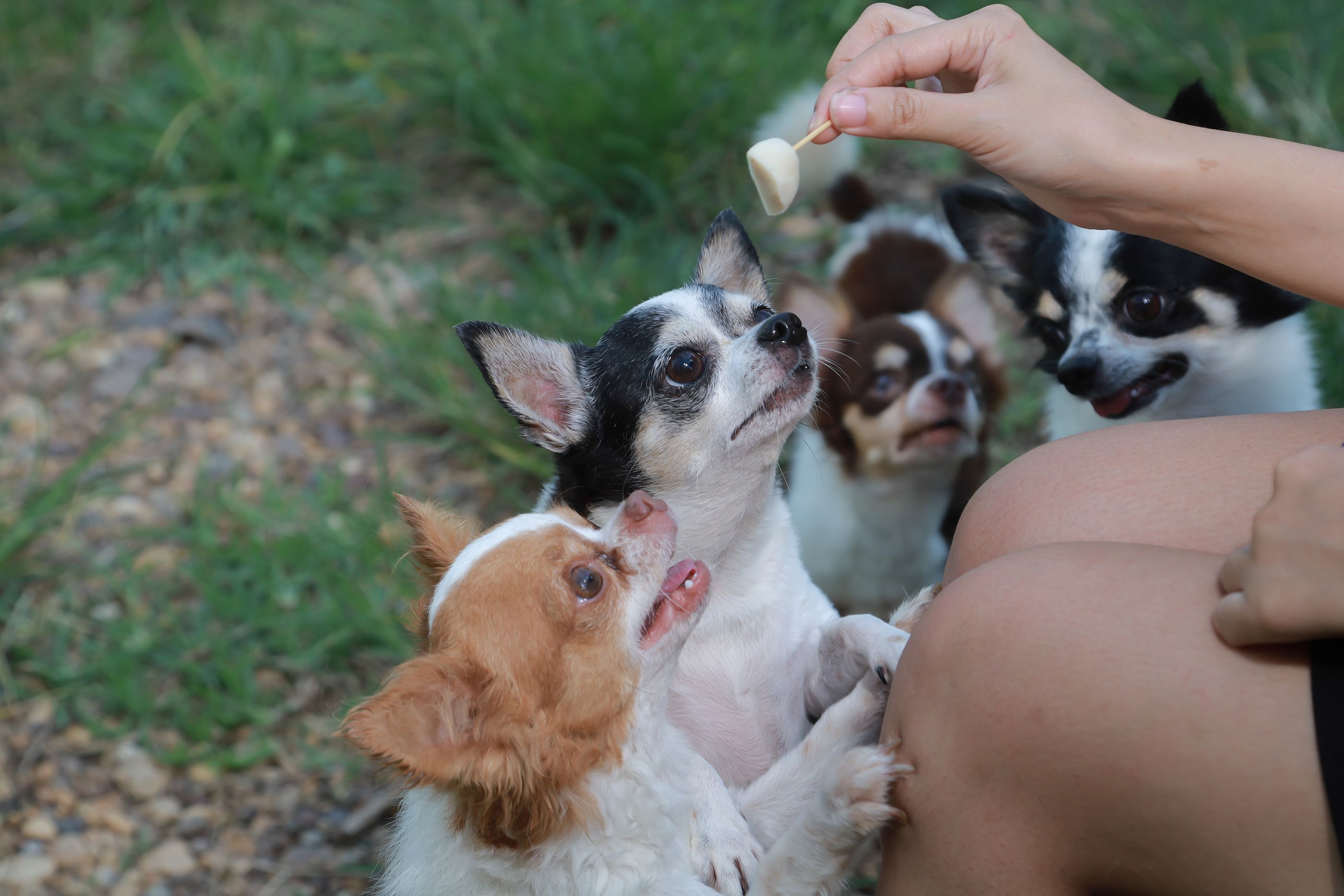 Los lobos y los perros recuerdan dónde escondemos la comida