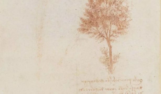 Científicos contradicen la 'regla de los árboles' de Leonardo da Vinci