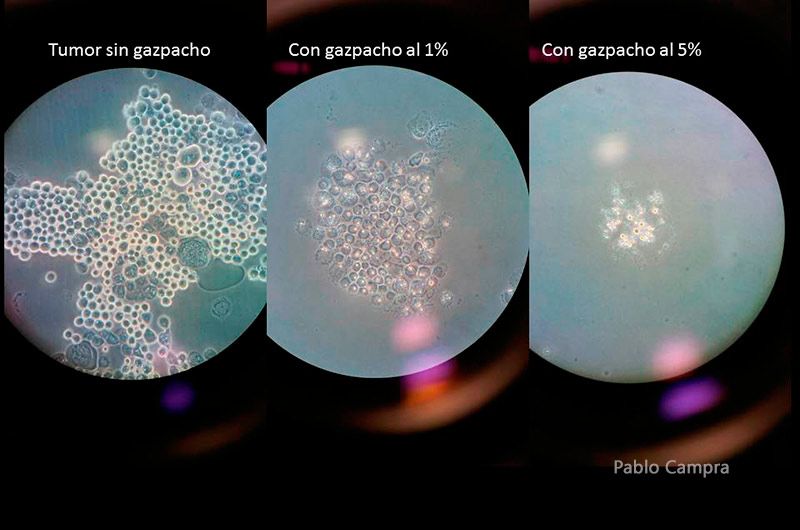 el cultivo inicial de células cancerígenas se reduce en proporción a la concentración de digestatos de gazpacho