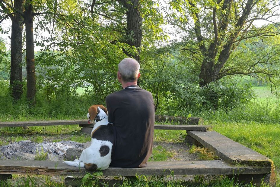 Seguro para los perros: ¿es obligatorio tenerlo?