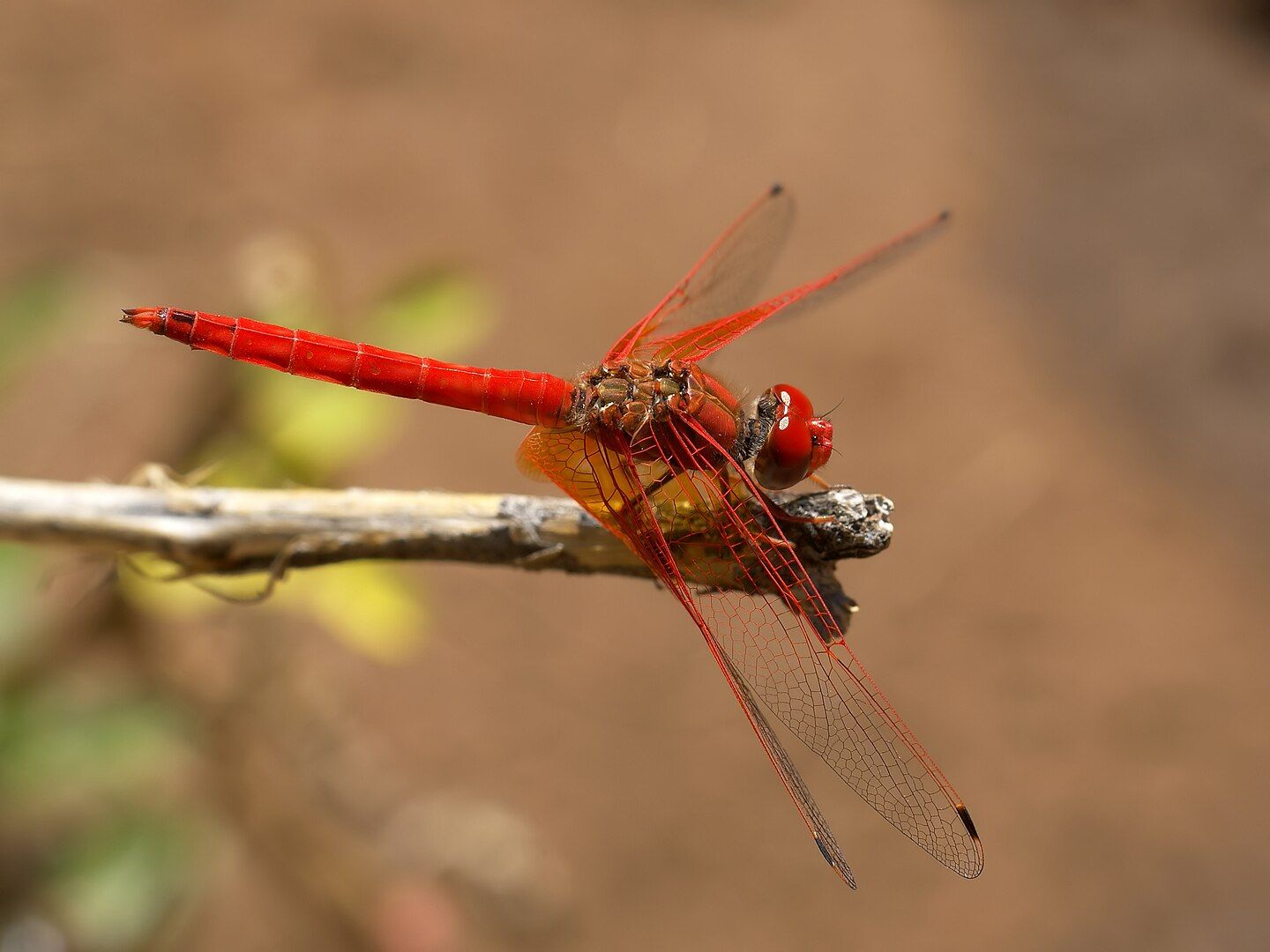 Una libélula africana se expande por España debido al aumento de las temperaturas