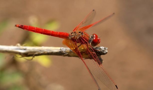 Una libélula africana se expande por España debido al aumento de las temperaturas