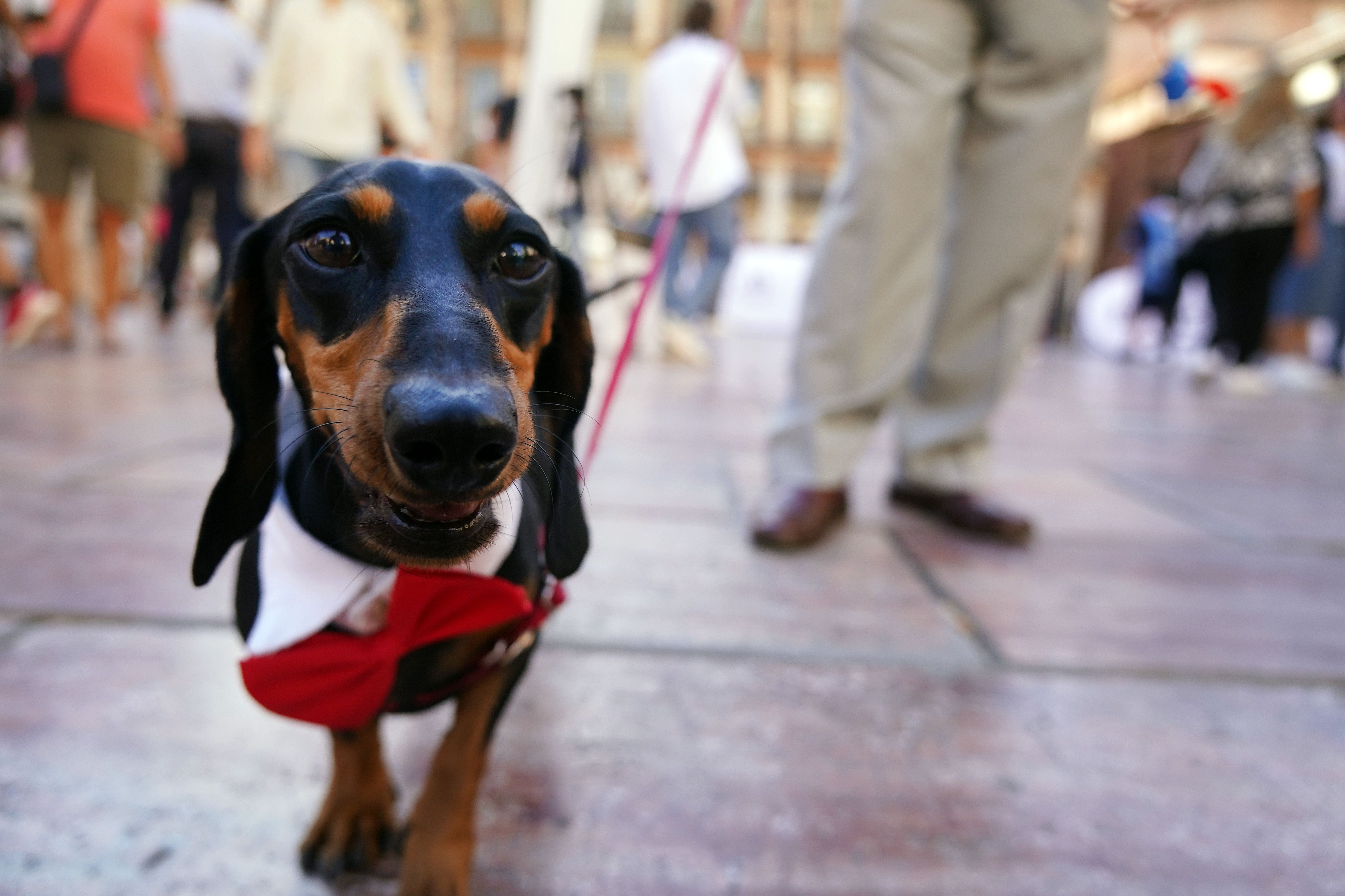 Todo lo que cambia con la entrada en vigor de la Ley de Bienestar Animal