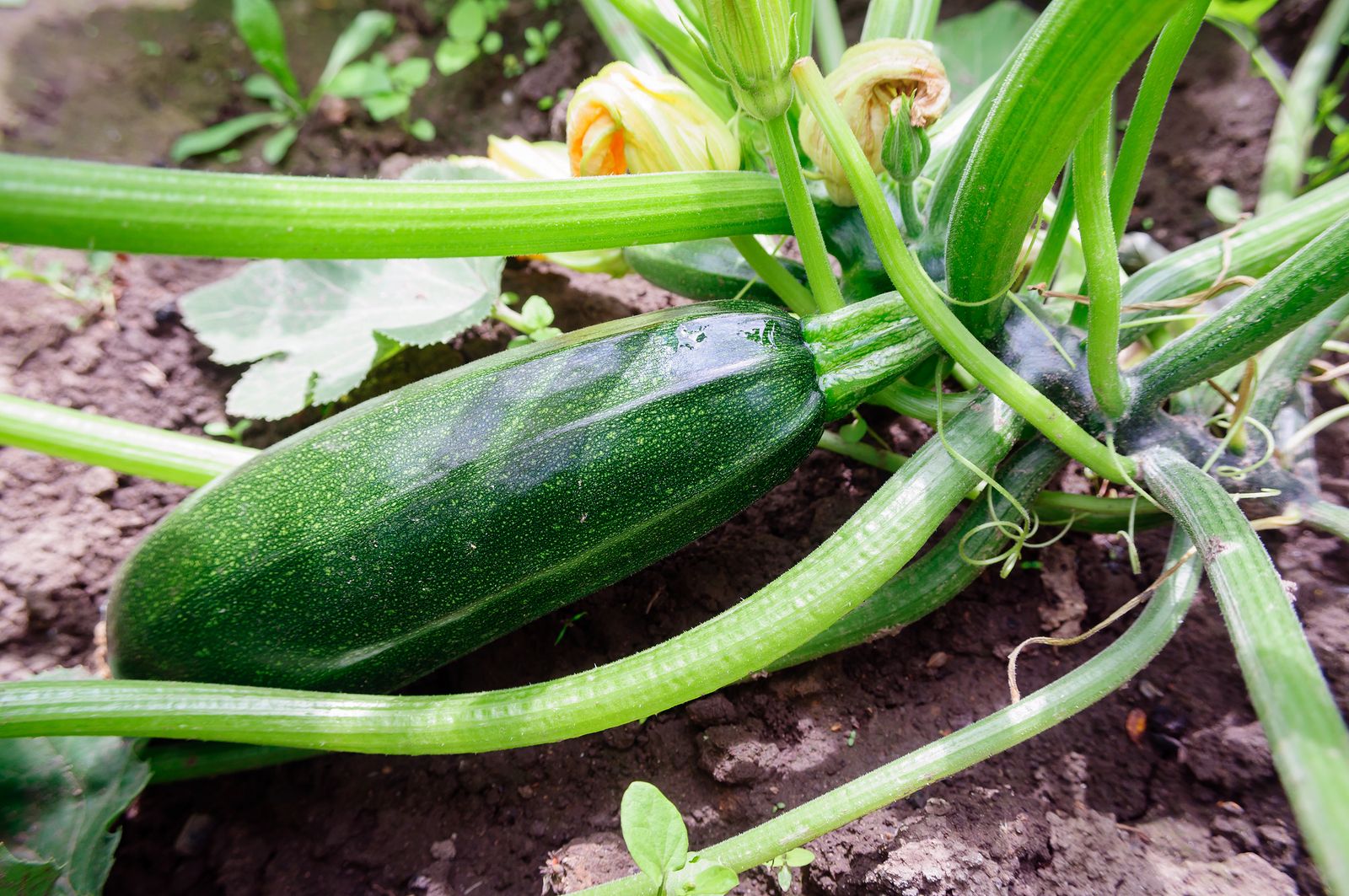 Cómo cultivar calabacín