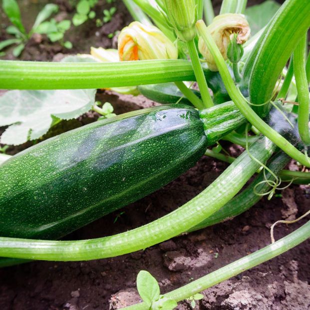 Cómo sembrar calabacín en sencillos pasos (y una receta de esta saludable verdura)
