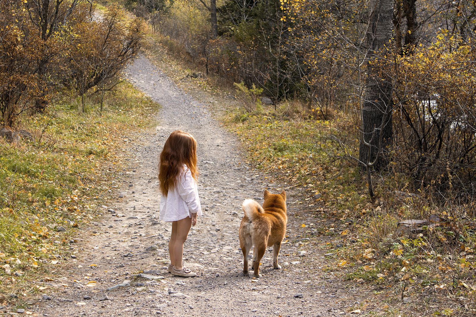 Encuentran a una niña de dos años durmiendo con sus perros en el bosque