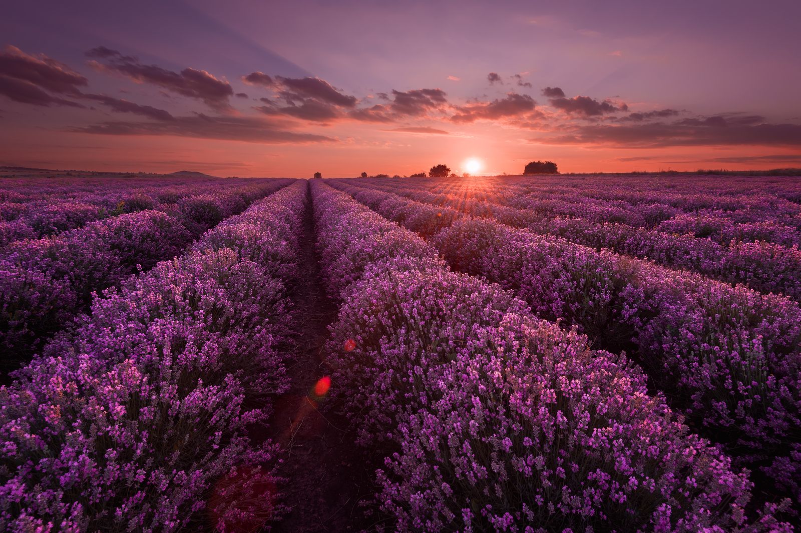 Beneficios de la lavanda que quizás no conoces