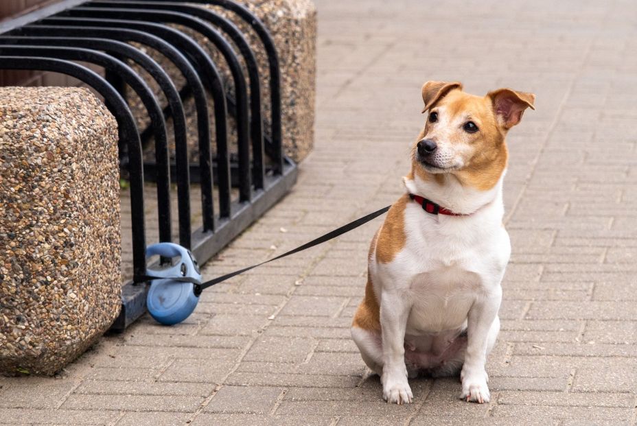 Esta es la multa que puedes recibir si dejas a tu perro atado en la entrada de una tienda Esta es la multa que puedes recibir si dejas a tu perro atado en la entrada de una tienda