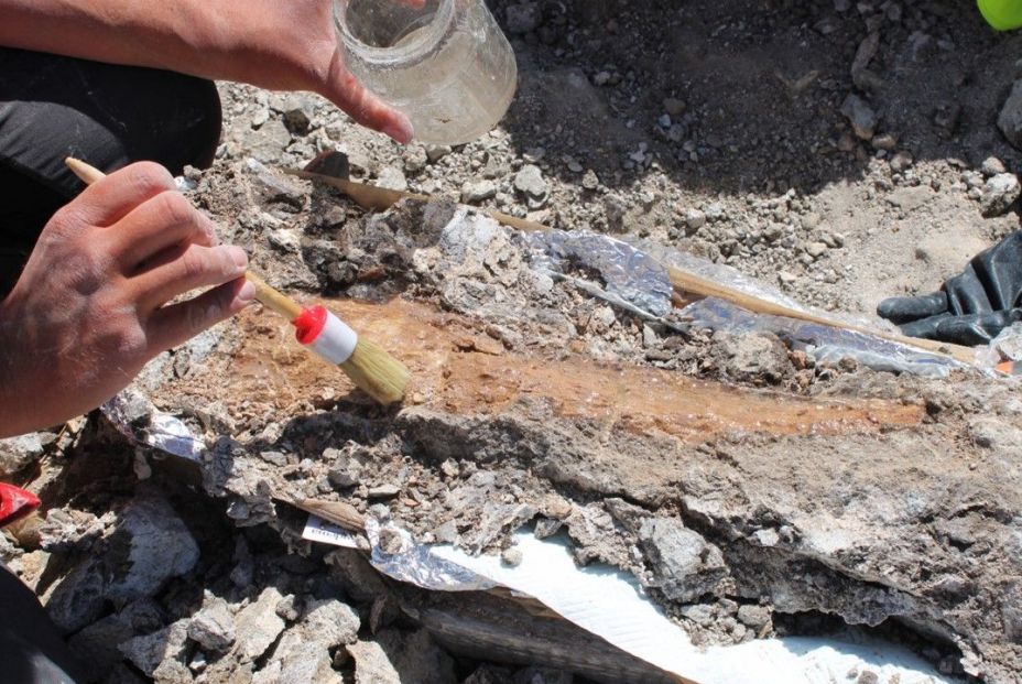 Encuentran en Madrid un cementerio de elefantes primitivos de hace 14 millones de años