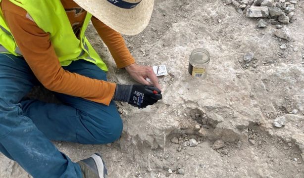 Encuentran en Madrid un cementerio de elefantes primitivos de hace 14 millones de años