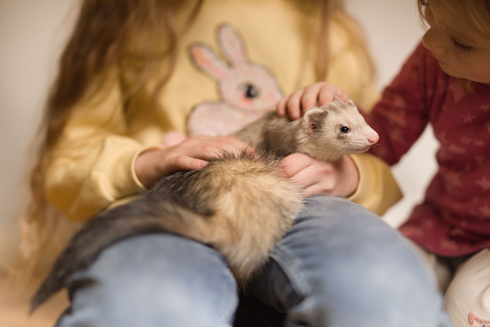 Las mascotas que ya no puedes tener en casa con la Ley de Bienestar Animal