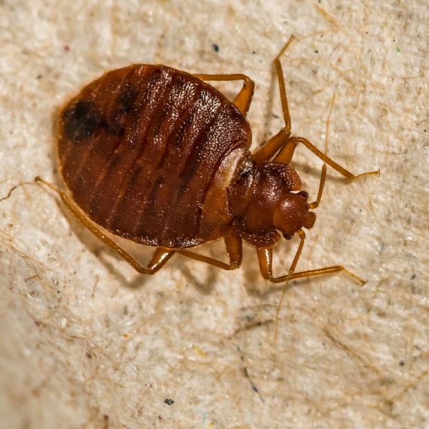 La plaga de chinches también afecta a España: dónde se esconden y cómo acabar con ellas