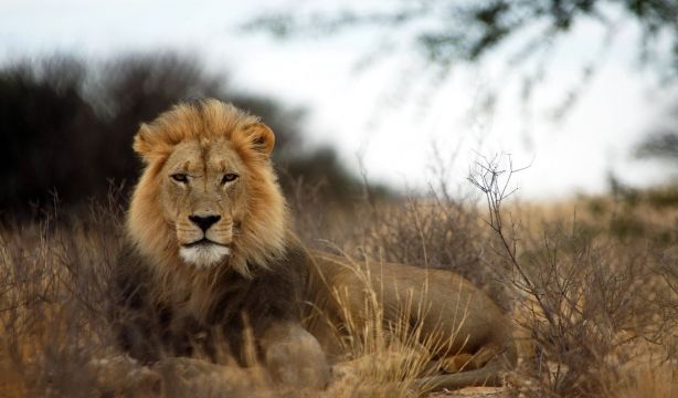 Los mamíferos de la sabana temen más la voz humana que el rugido del león
