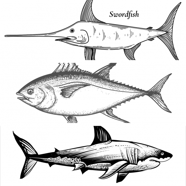 Los riesgos de los pescados con alta cantidad de mercurio