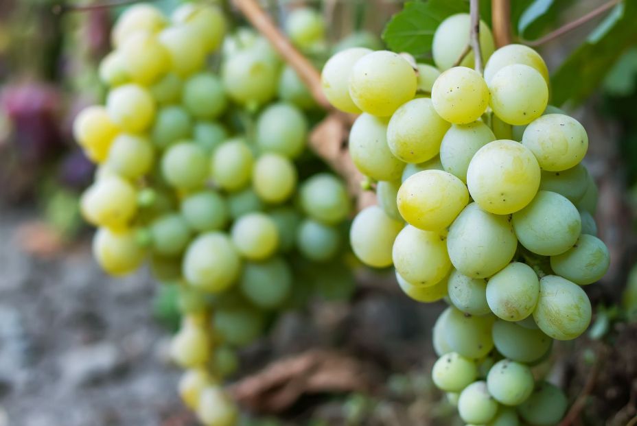 Las uvas benefician la salud ocular de los mayores, según los investigadores