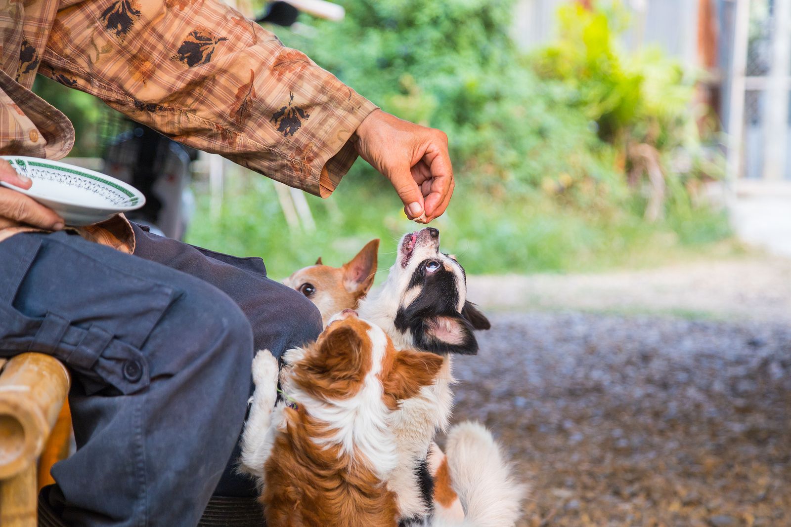 Ley de Bienestar Animal: ¿qué alimentos no puede comer tu mascota?