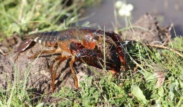 Descubren el origen del cangrejo de río en España: un capricho de Felipe II