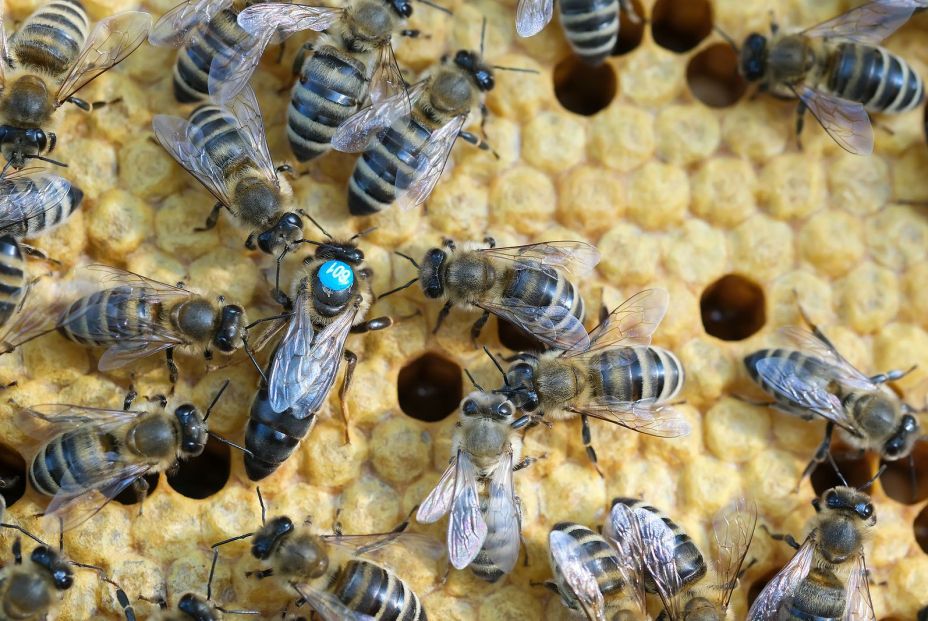 Las abejas presentan un comportamiento altruista al permitir a la reina producir descendencia