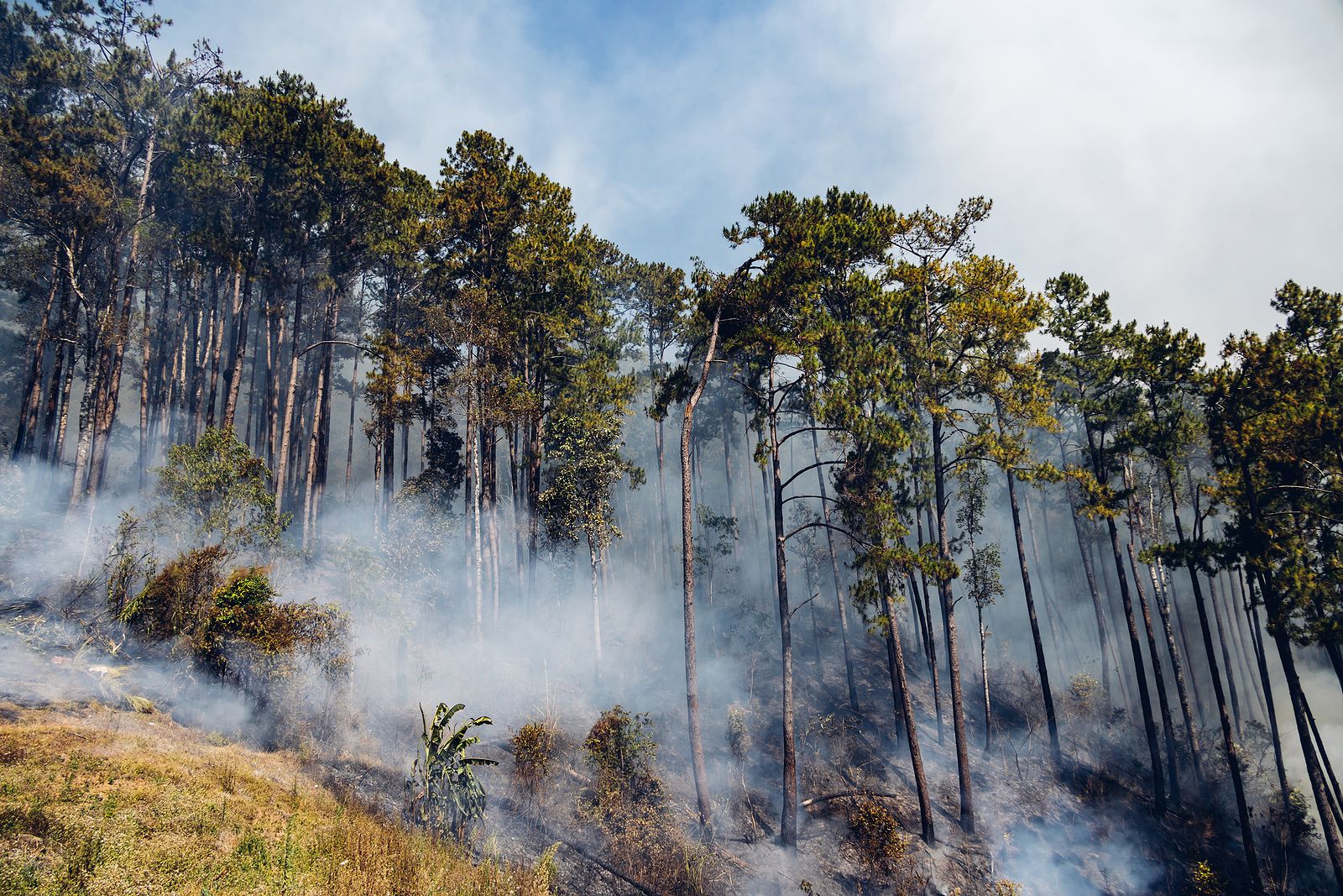 El humo de los incendios forestales permanece en los hogares mucho tiempo después del fuego