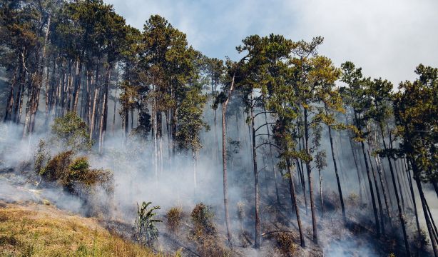 El fuego quemó en julio en España casi la misma cantidad de hectáreas que en todo el año: 15.765