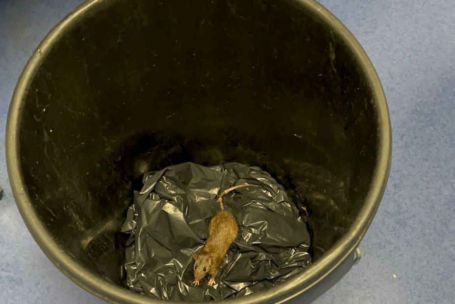 Familiares denuncian una "plaga de ratas" en una residencia de mayores: "Estamos hartos" Familiares denuncian una "plaga de ratas" en una residencia de mayores: "Estamos hartos"