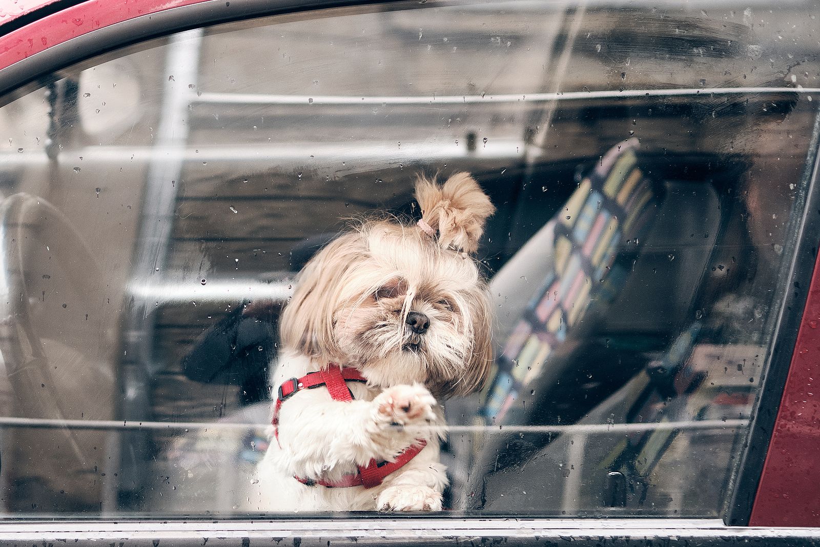 Dejar a una mascota sola en el coche puede suponer multas de hasta 10.000 euros