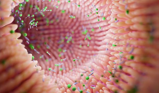 Cáncer de colon: las bacterias intestinales podrían predecir la enfermedad