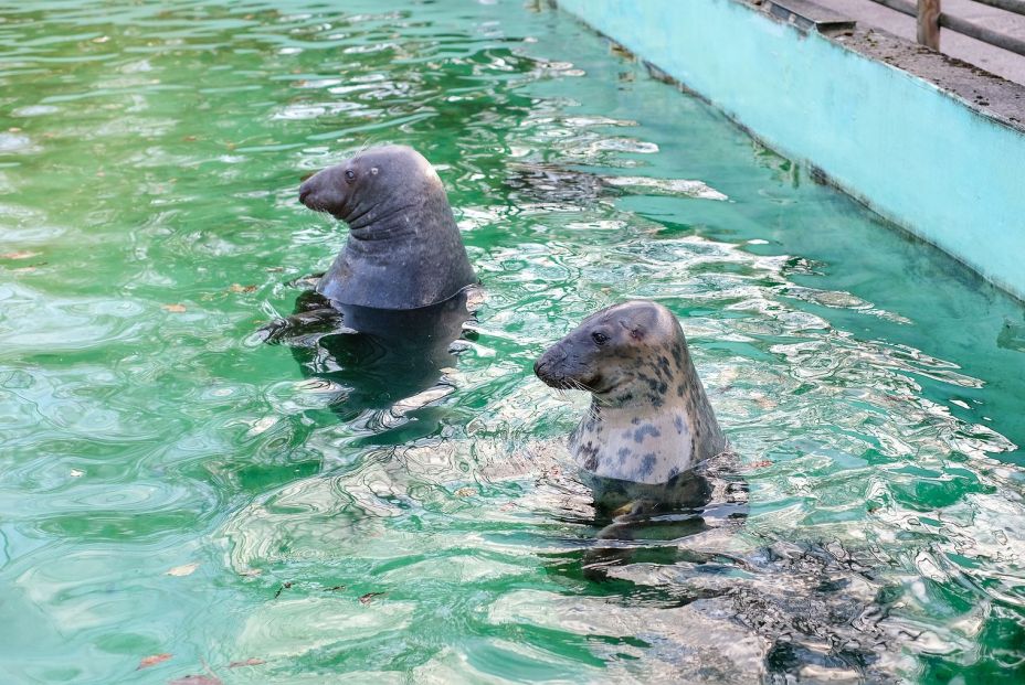 Un estudio demuestra notables mejoras en el cuidado de los animales en instituciones zoológicas