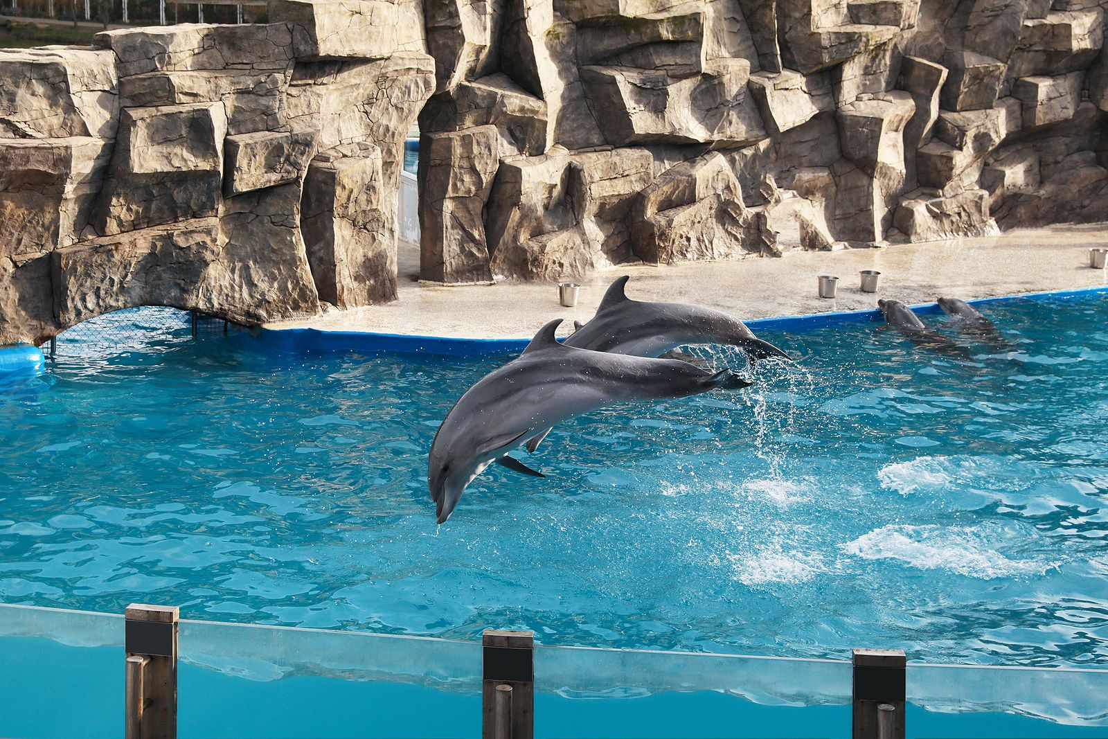 Los mamíferos marinos de zoos y acuarios ya viven más tiempo que los que están en libertad