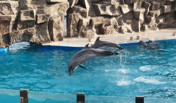 Los mamíferos marinos de zoos y acuarios ya viven más tiempo que los que están en libertad