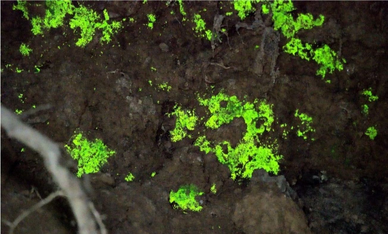 Las claves ecológicas del musgo que brilla en la oscuridad Las claves ecológicas del musgo que brilla en la oscuridad