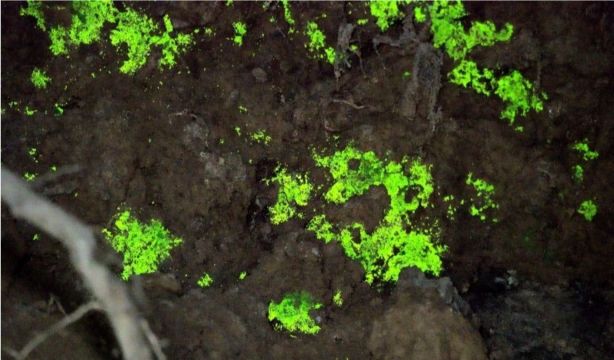 Las claves ecológicas del musgo que brilla en la oscuridad