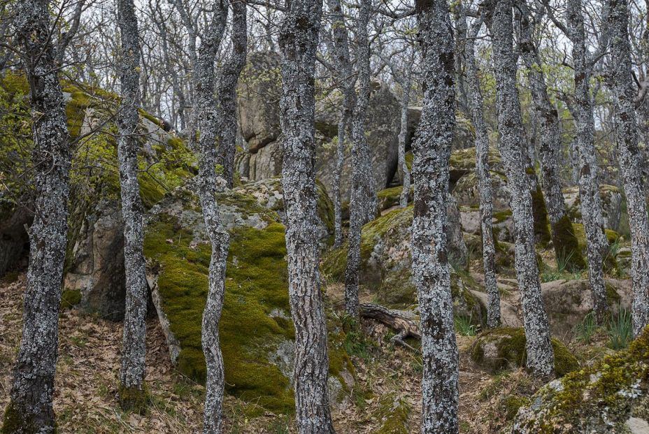 5 bosques madrileños imprescindibles en otoño, con recomendaciones gastro para revivir tras el paseobigstock 