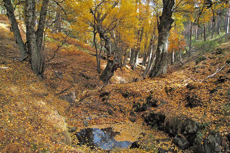 5 bosques madrileños imprescindibles en otoño, con recomendaciones gastro para revivir tras el paseo