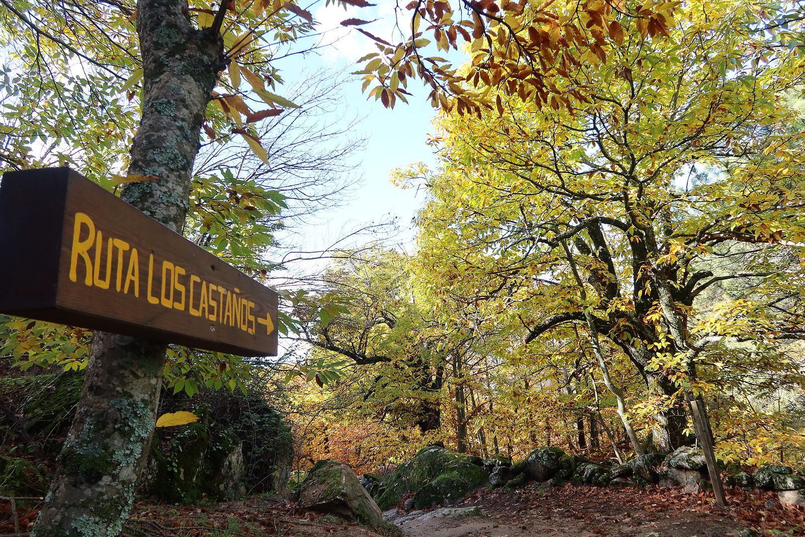 5 bosques madrileños imprescindibles en otoño, con recomendaciones gastro para revivir tras el paseo. Foto: bigstock