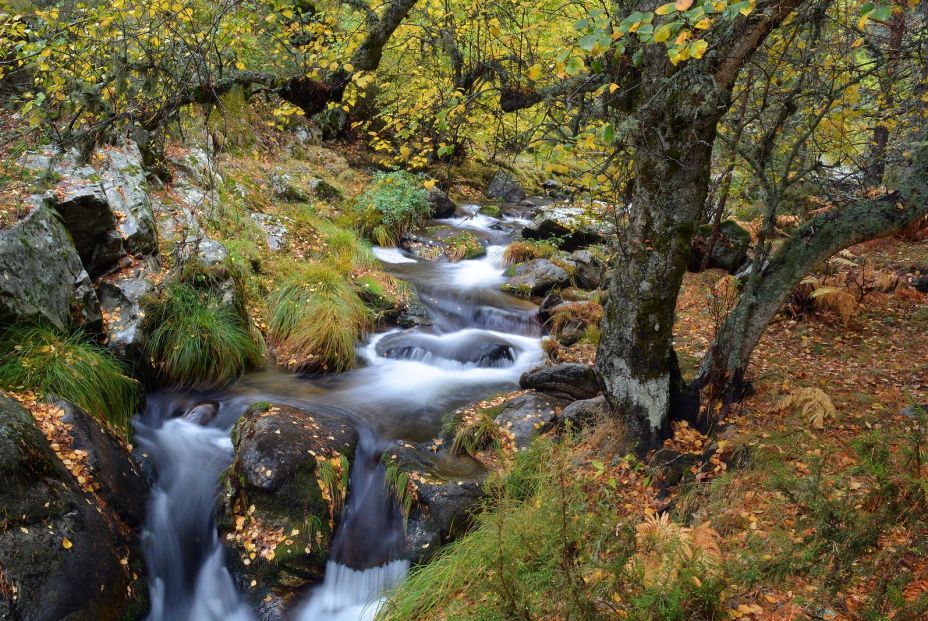 5 bosques madrileños imprescindibles en otoño, con recomendaciones gastro para revivir tras el paseo. Foto: bigstock
