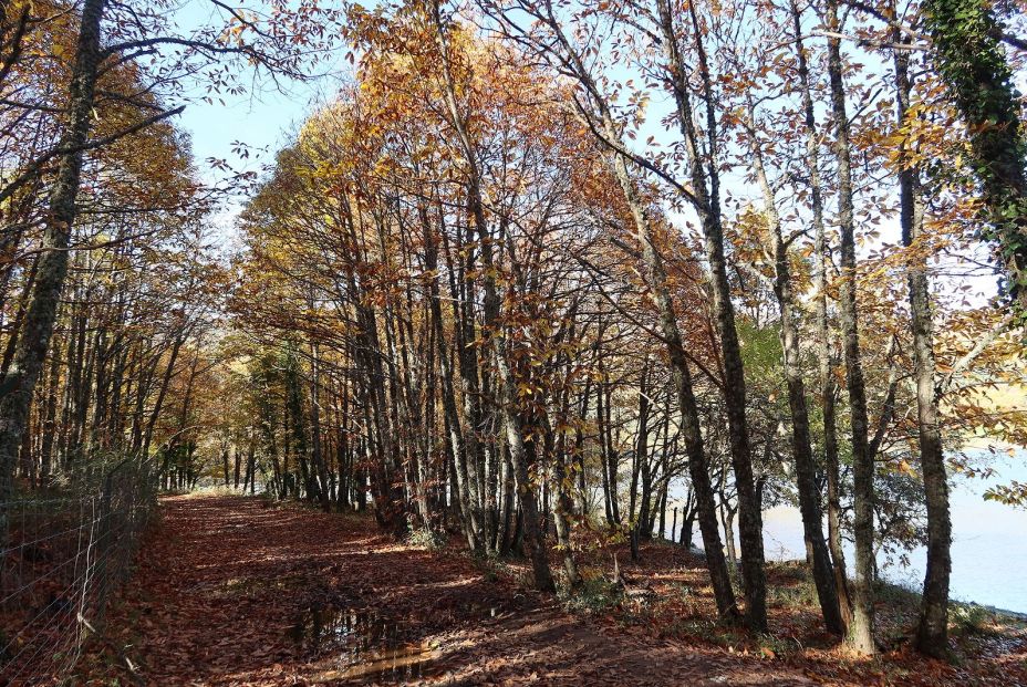 5 bosques madrileños imprescindibles en otoño, con recomendaciones gastro para revivir tras el paseobigstock