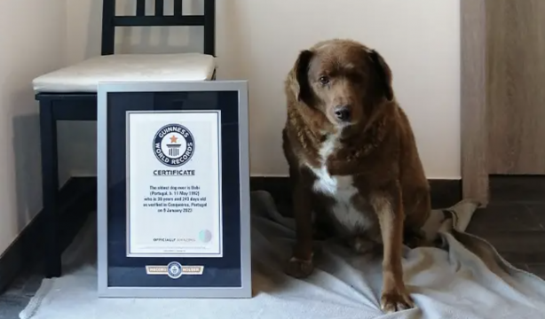 Muere el perro más longevo del mundo a los 31 años Muere el perro más longevo del mundo a los 31 años