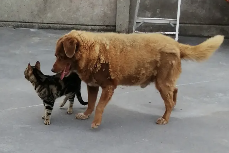 A los 31 años, muere el perro más longevo del mundo A los 31 años, muere el perro más longevo del mundo