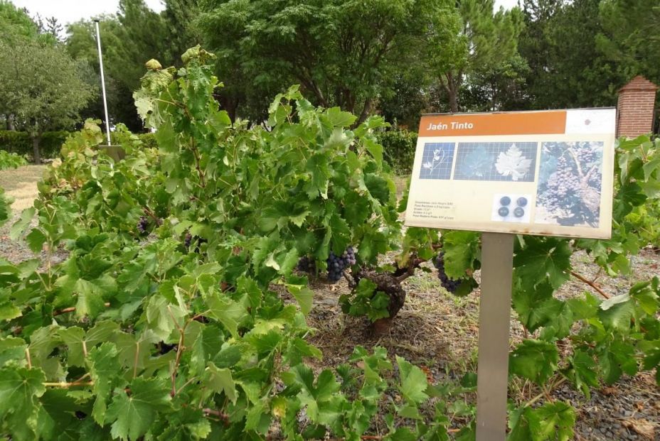 Gregorio Muñoz, IMIDRA: “En cuestión de vinos, España es mucho más que Rioja y Ribera”