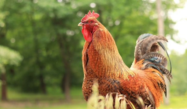 Los gallos son capaces de reconocerse a sí mismos en el espejo