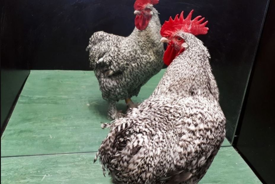 ¿Pueden los gallos reconocerse a sí mismos en un espejo? Un nuevo estudio nos responde ¿Pueden los gallos reconocerse a sí mismos en un espejo? Un nuevo estudio nos responde