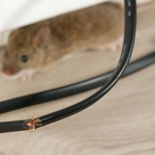 ¿Ratones o ratas en casa? Estos son los mejores consejos para eliminar estos roedores