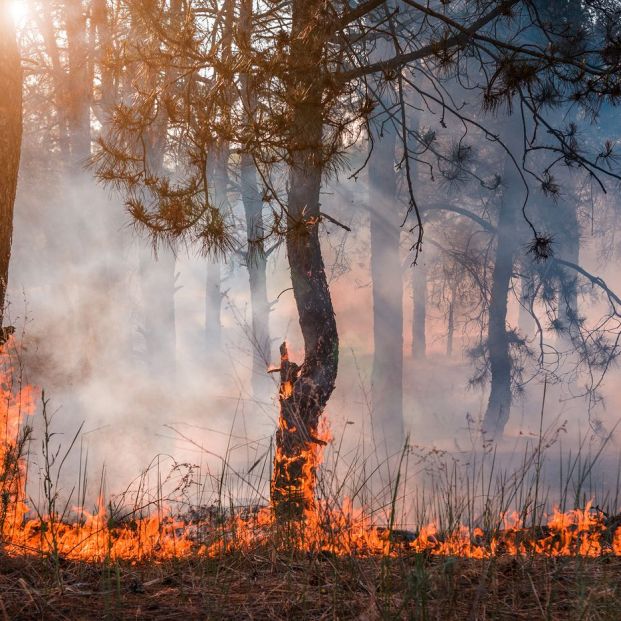 España, segundo país mediterráneo con más incendios cada año