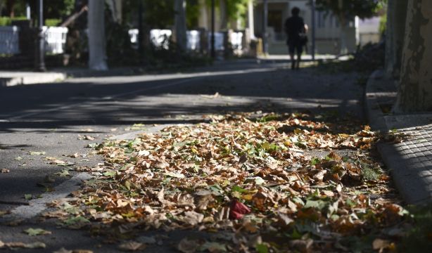 Demuestran que las hojas caídas de los árboles son perjudiciales para la salud