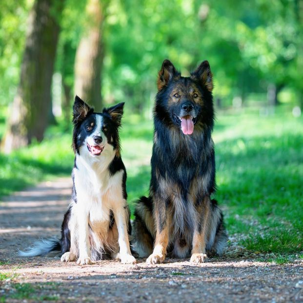 Ahorra 665 euros al año eligiendo la mejor opción de pienso para tu mascota 