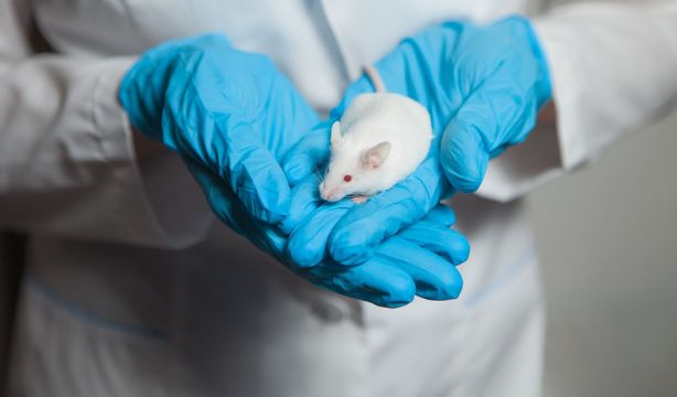 Descubren que las ratas también tienen imaginación