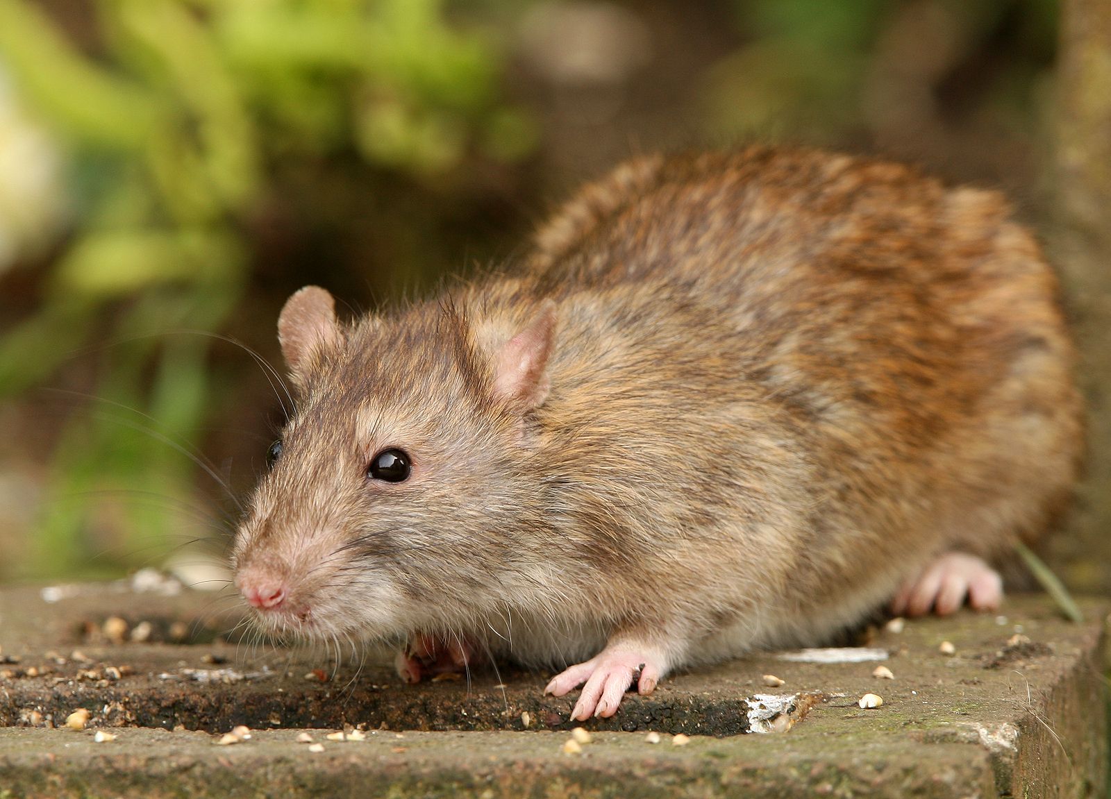 Las ratas pueden imaginar lugares y objetos como los humanos, según un nuevo estudio