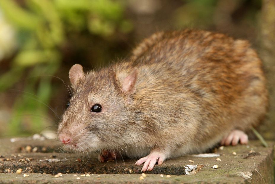 Las ratas pueden imaginar lugares y objetos como los humanos, según un nuevo estudio Las ratas pueden imaginar lugares y objetos como los humanos, según un nuevo estudio